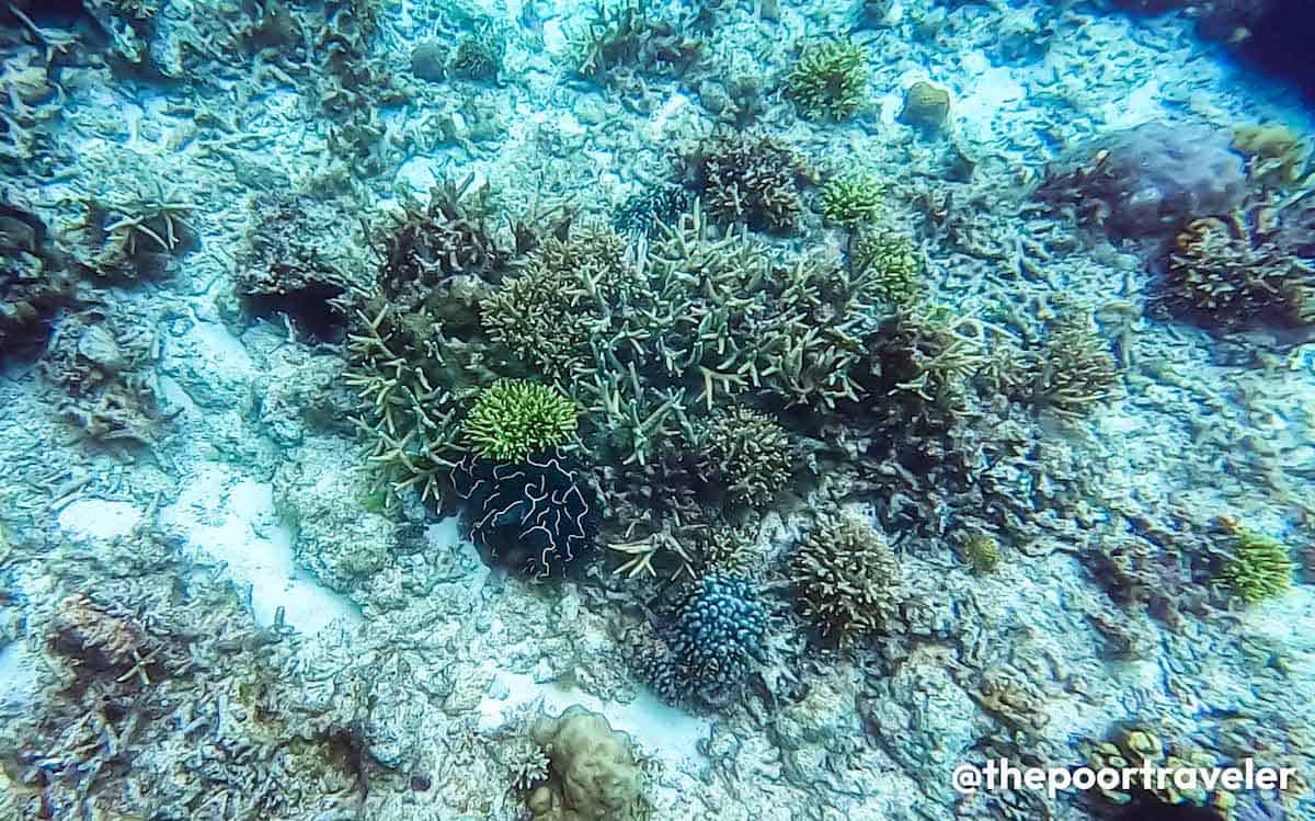 Boracay Coral Reef Snorkeling Site