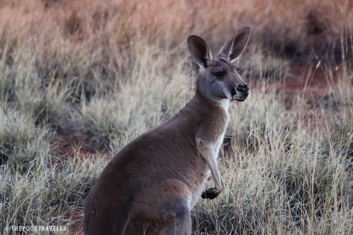 A kangaroo freely hopping around the sanctuary