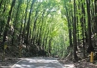 Bilar-Loboc Man-made Forest