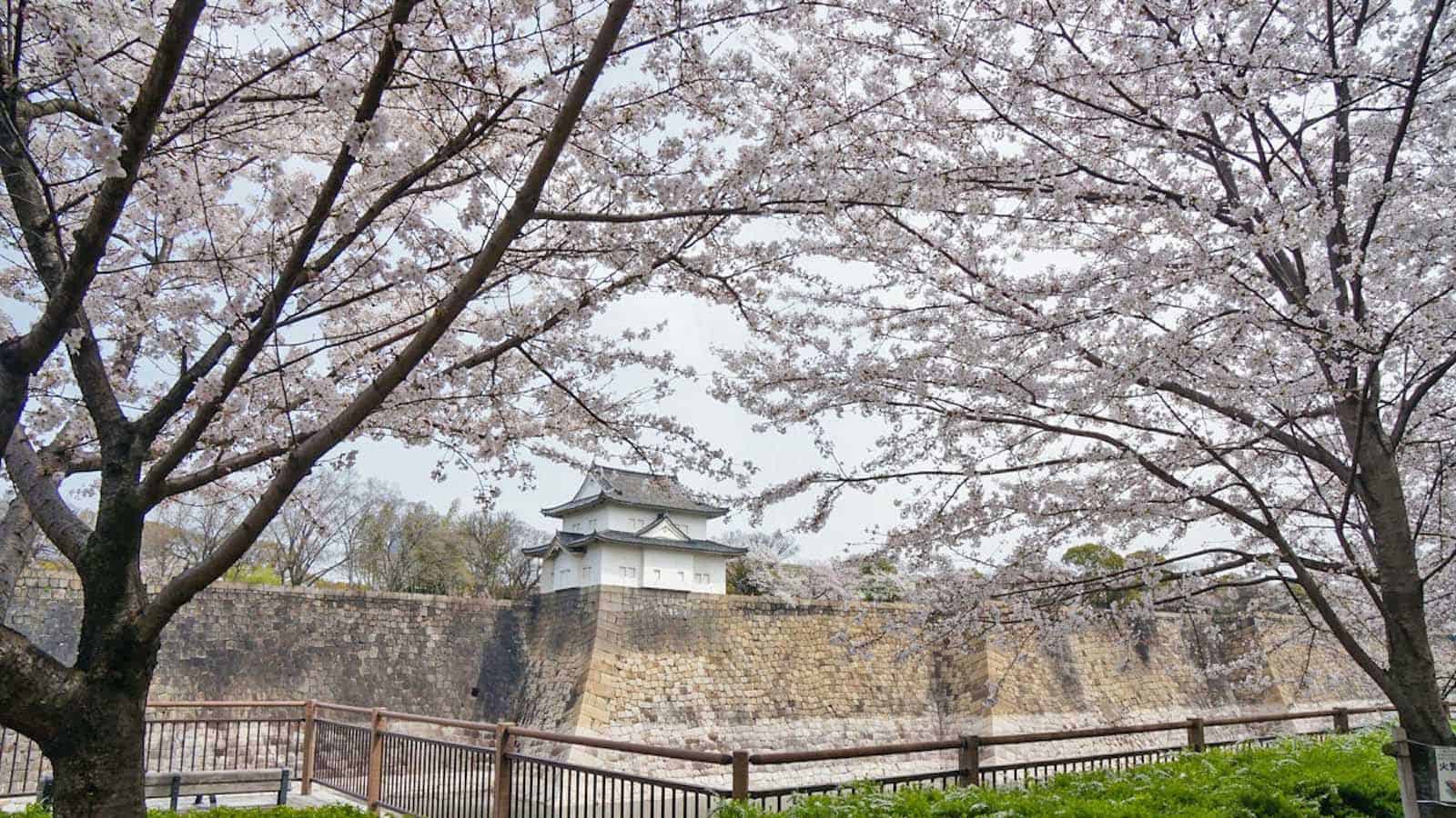 Sakura in Osaka